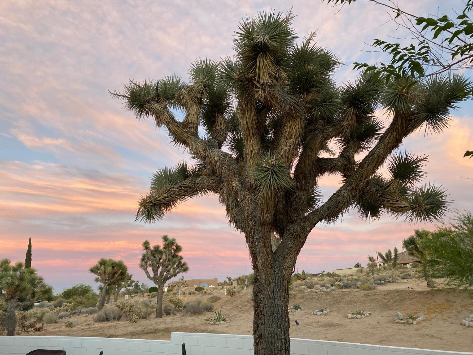 Villa Electroliquid'S Casa Pueblo Joshua Tree Exterior foto